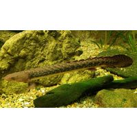 Polypterus senegalus