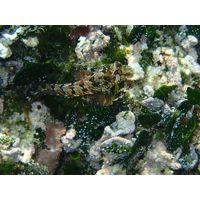 Blenniideae