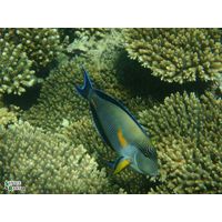 Acanthurus sohal
