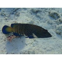 Cephalopolis argus