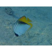 Chaetodon auriga