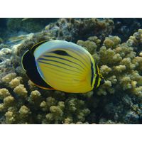 Chaetodon austriacus