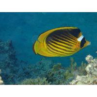 Chaetodon fasciatus