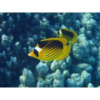 Chaetodon fasciatus
