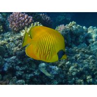 Chaetodon semilarvatus 