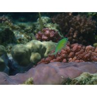 Chromis viridis