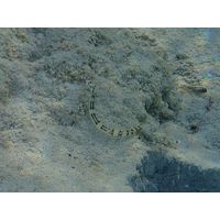 Coryichtys flavofasciatus