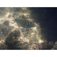 Diplodus puntazzo  