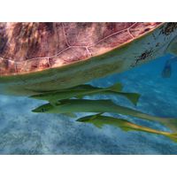 Echeneis remora