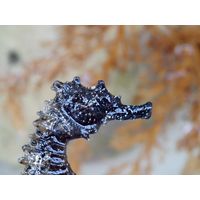 Hippocampus ramulosus