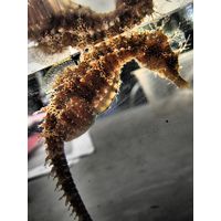 Hippocampus ramulosus 