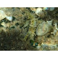 Hippocampus ramulosus