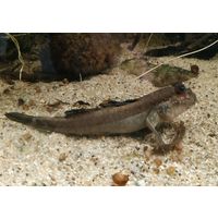 Periophtalmus barbatus