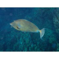 Naso unicornis