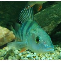 Perca fluviatilis