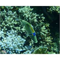 Rhinecanthus assasi