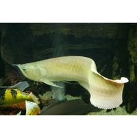 Osteoglossum bicirrhosum