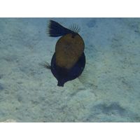 Ostracion cyanurus