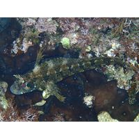 Parablenius gattorugine