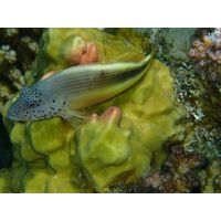 Paracyrrhites forsterii 