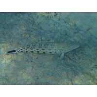 Parapercis hexothalma