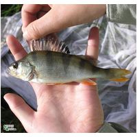 Perca fluviatilis