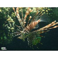 Pterois volitans L.