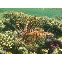 Pterois volitans