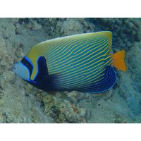Pomacathus imperator