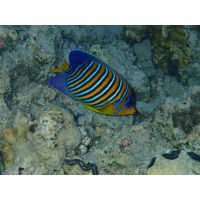 Pygoplites diacanthus