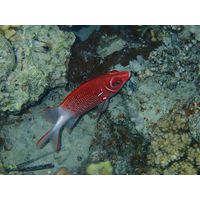 Sargocentron caudimaculatum