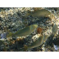 Sarpa salpa