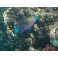 Scarus sp.