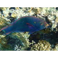 Scarus niger