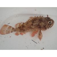 Scorpaena porcus
