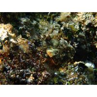 Scorpena porcus