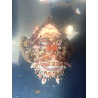Scorpaena scrofa