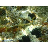 Serranus scriba