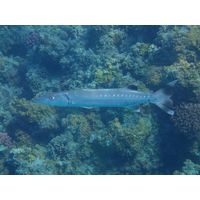 Sphyraena barracuda