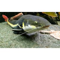 Phractocephalus hemioliopterus
