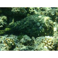Synancenia verrucosa