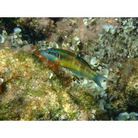 Thalassoma pavo