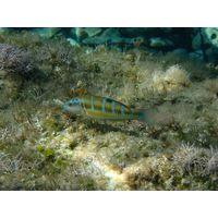 Thalassoma pavo