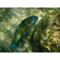 Thalassoma pavo