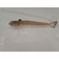 Trachinus draco