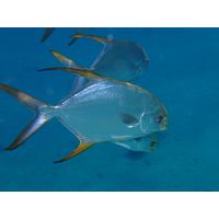 Trachynotus blochii