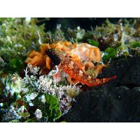 Tripterygion tripteronotus