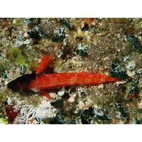 Tripterygion tripteronotus
