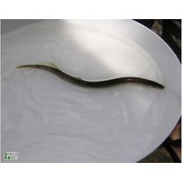 Lampetra planeri