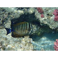 Zebrasoma desjardinii